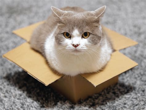 Do Books Sell Well on eBay? And Why Do Cats Love Cardboard Boxes?