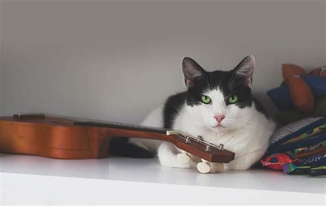 what kind of music do cats like? why not explore the connection between feline preferences and classical compositions?